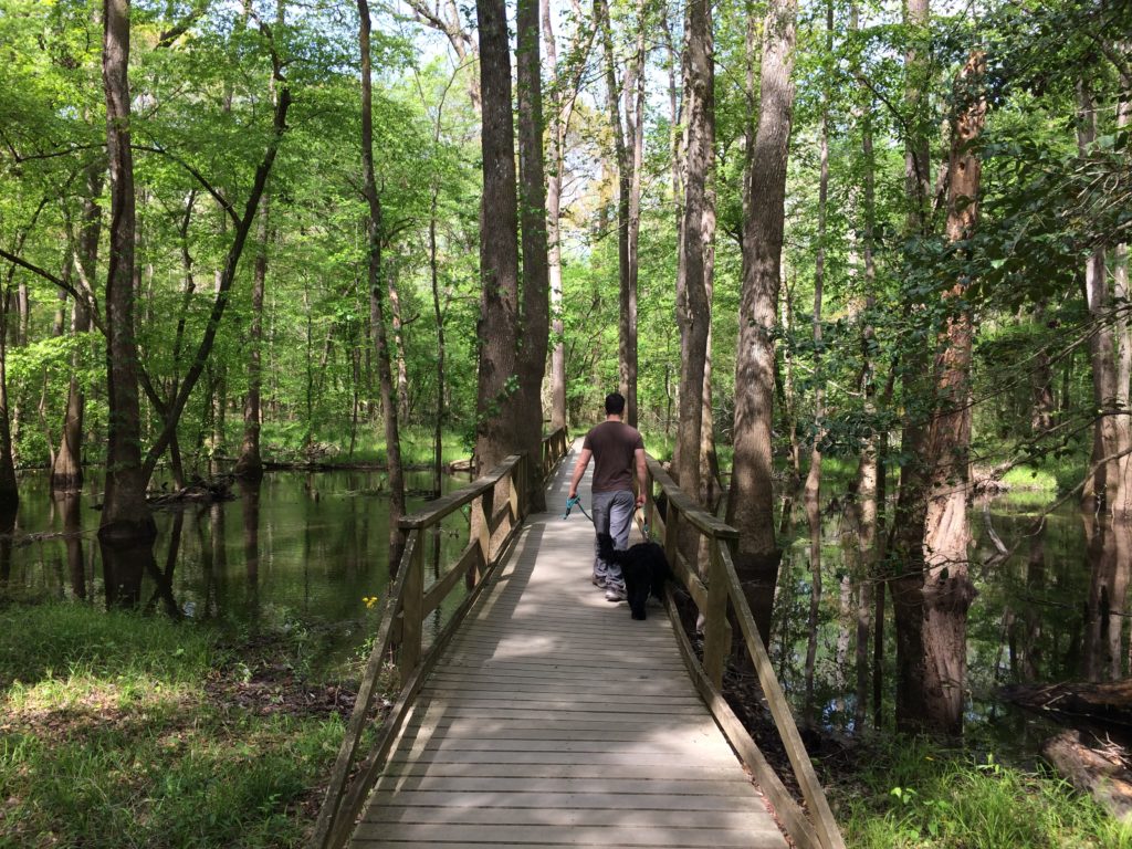 Camp and explore the old growth forest of Congaree National Park - Canoe52